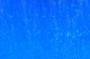 水族馆蒙特利湾在线摄像头
