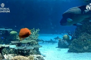 礁鲨。国家水族馆网络摄像头在线