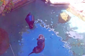 水獭水族馆。 西雅图网络摄像头