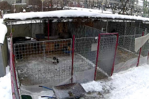 避难所“DOG RESCUE”。布加勒斯特在线摄像头