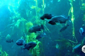 蒙特利湾海洋水族馆实时